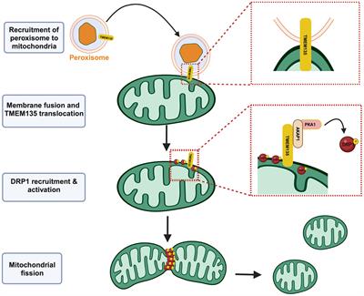 Roles of transmembrane protein 135 in mitochondrial and peroxisomal functions - implications for age-related retinal disease